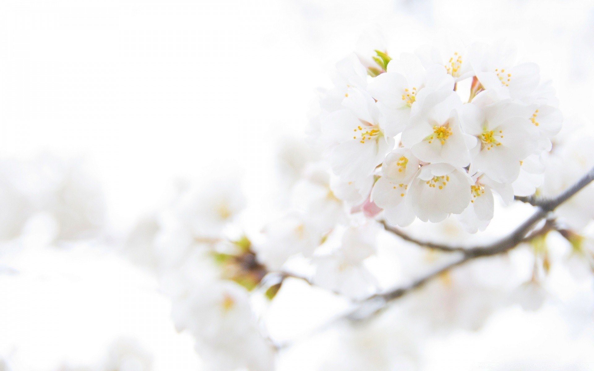 weiß blume natur kirsche flora baum apfel hell zweig blatt sommer wachstum garten blütenblatt kumpel blühen saison sanft gutes wetter im freien