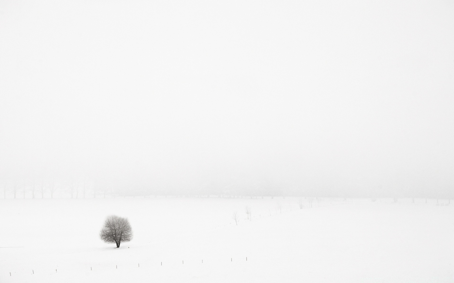 weiß vogel nebel schnee winter landschaft wasser monochrom kunst natur strand see meer ein himmel im freien kälte nebel wetter