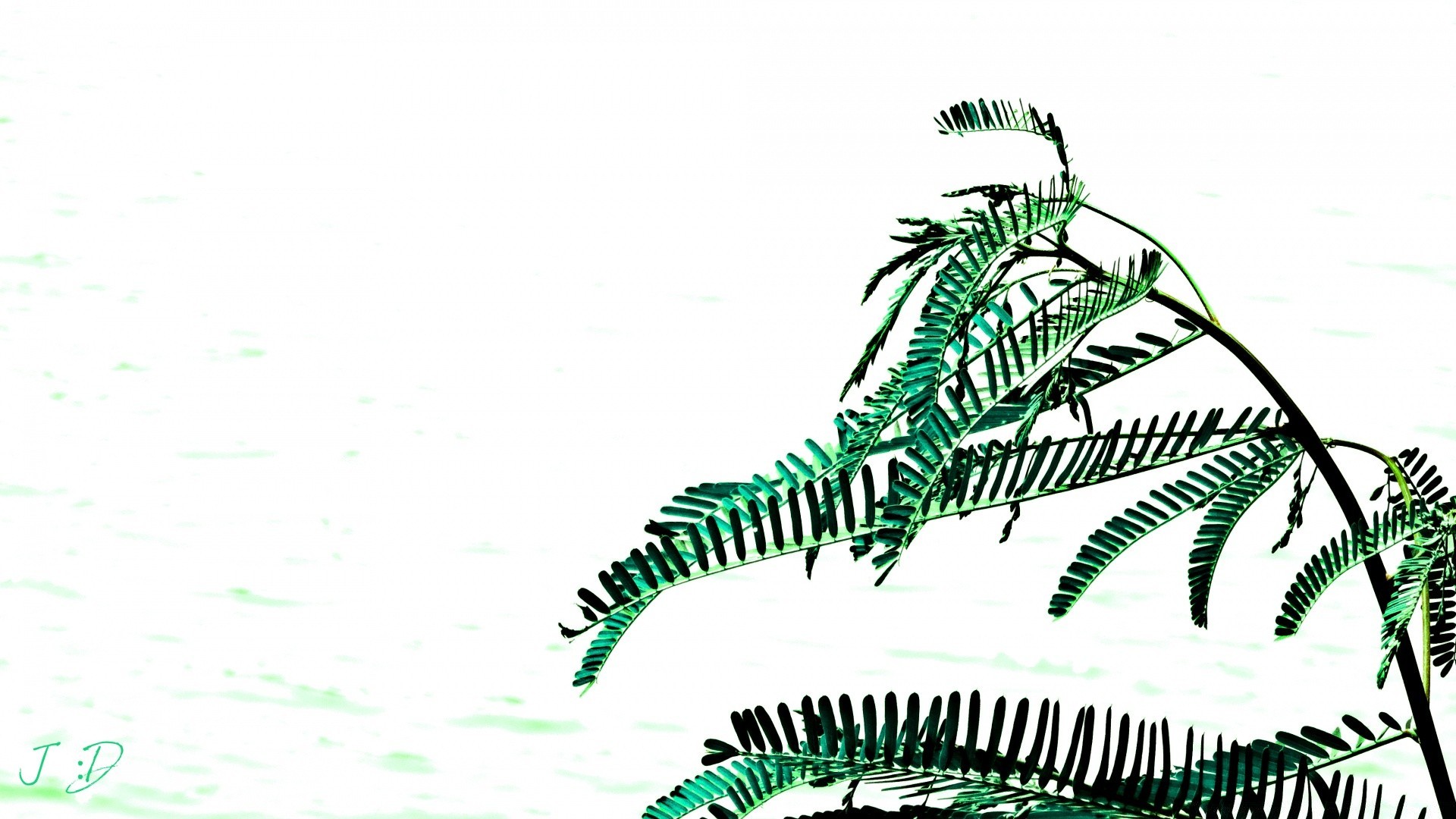 bianco natura illustrazione vettoriale tropicale desktop