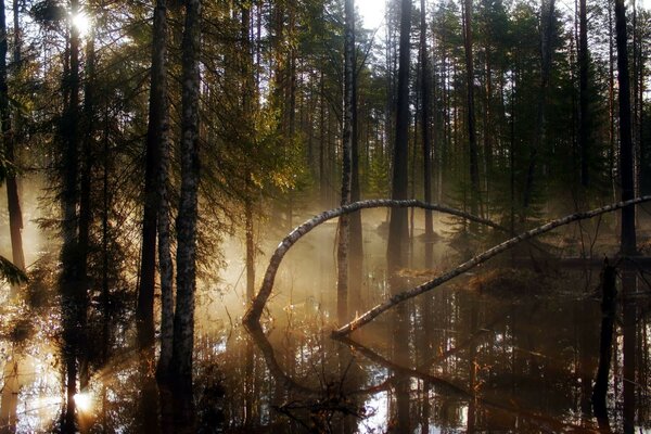 Arbres dans la forêt debout, belle nature