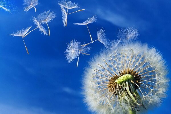 Diente de León contra el cielo azul