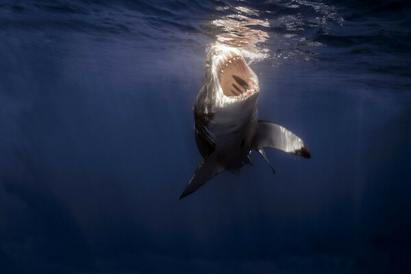 Predatori pericolosi degli oceani