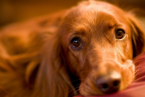 Triste carino occhi di cane rosso