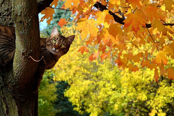 Gato en un árbol brillante de otoño