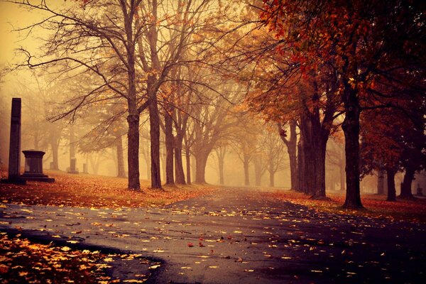 Autumn misty alley at dawn