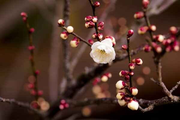 Flowers bloom on trees