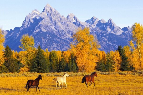 Horses run across the field