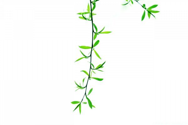 Beautiful green twig on a white background