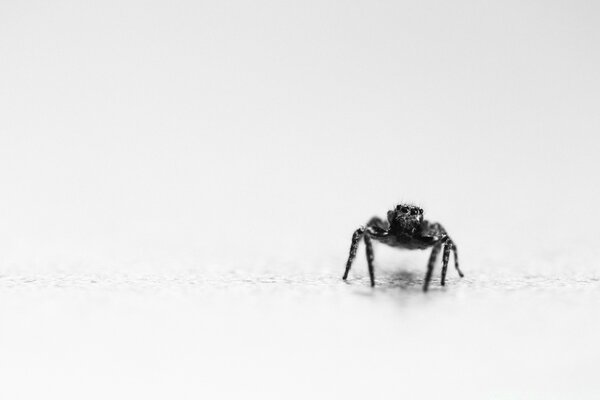 Springen Spinne schwarz und weiß