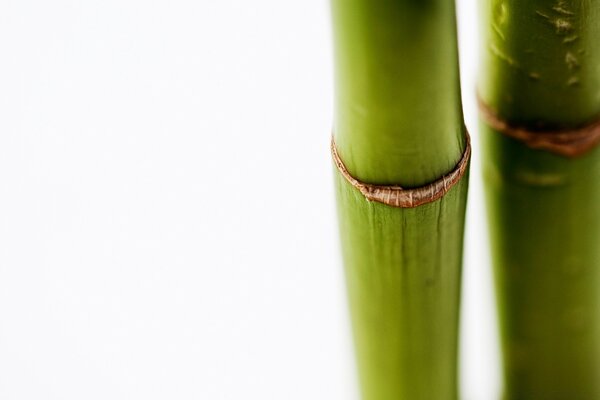 Bamboo stalks on a white background