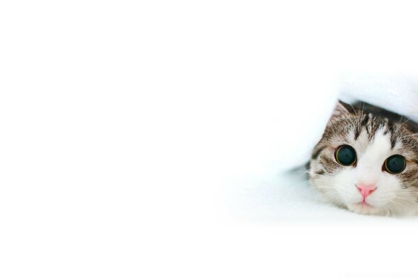 A small kitten on a white background