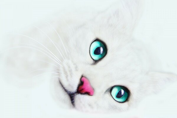 Blanc mignon chat aux yeux bleus