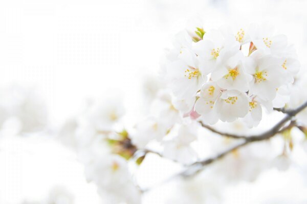 Weiße Kirschblüte in der Natur