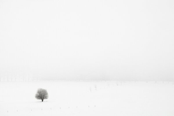 Ein einsamer Baum in einem schneebedeckten Feld