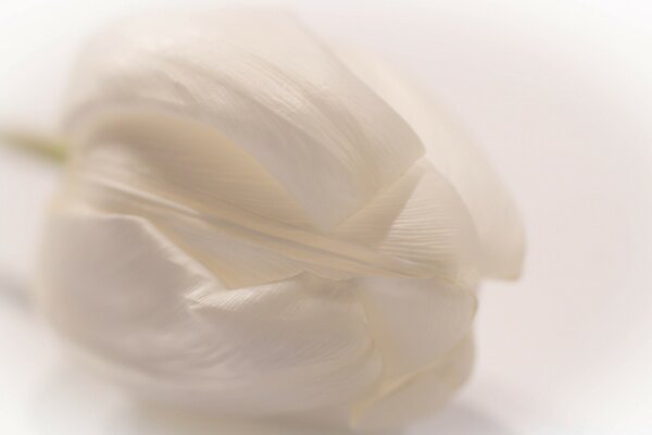 Still life of a white cream flower