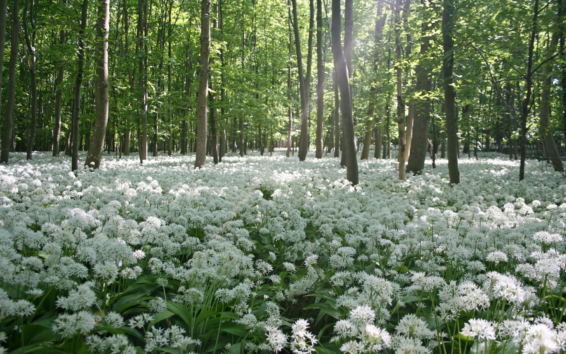 весна природа квітка лист пейзаж деревини флора дерево сезон парк середовища сцена літо гарну погоду зовні на відкритому повітрі квіткові колір мальовничий трава