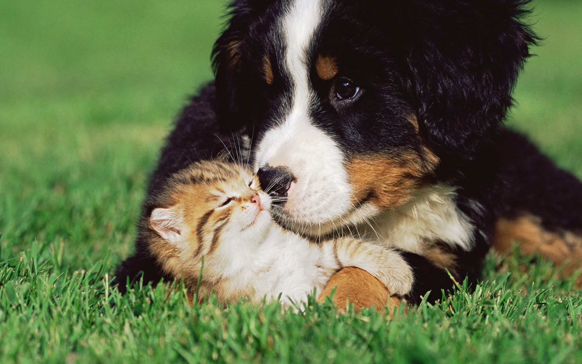 perros perro lindo animal mamífero perro hierba mascota cachorro piel pedigrí pequeño ver joven pedigrí raza retrato doméstico obediencia