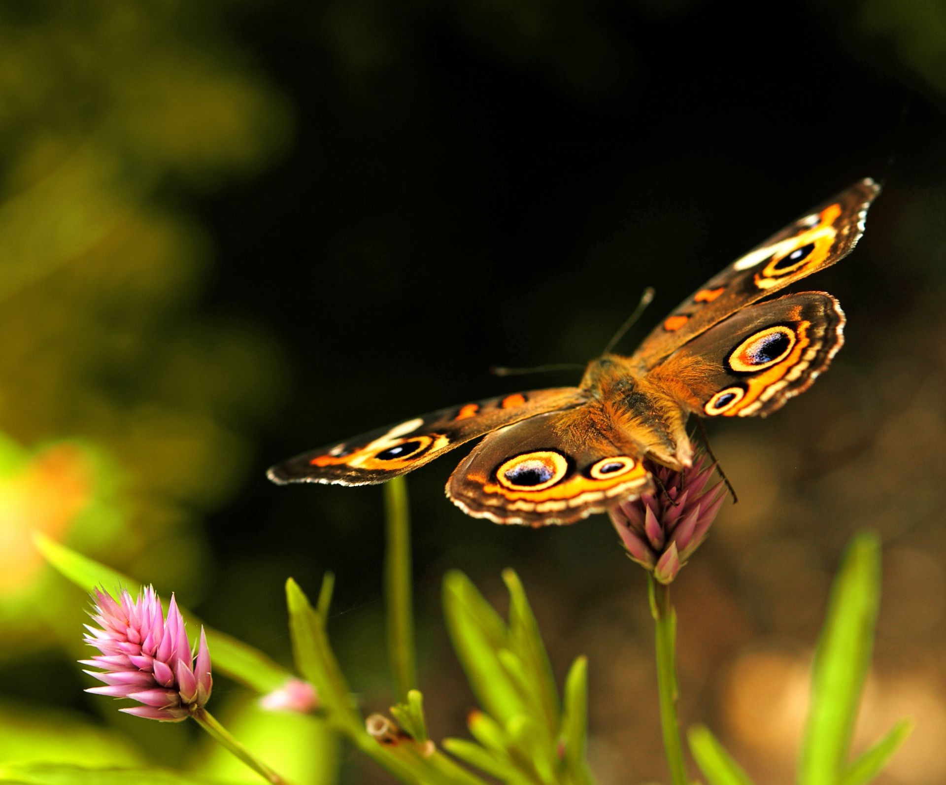 motyl owad natura kwiat dzikiej przyrody zwierząt na zewnątrz lato kolor piękne skrzydło ogród bezkręgowców latać jasne zbliżenie dzikie liść delikatne