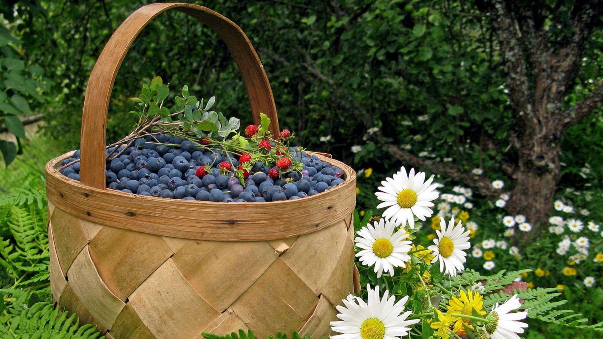 nourriture et boissons été nature jardin feuille à l extérieur herbe flore pâturage fleur bois