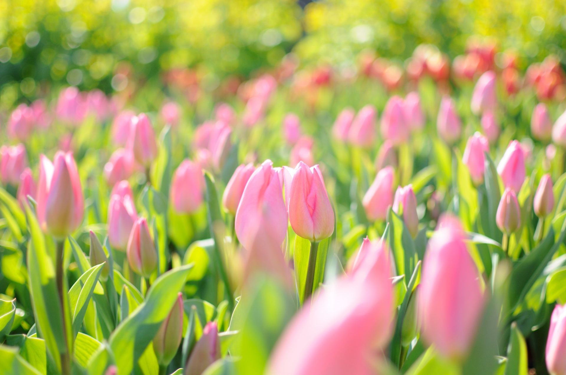 tulips nature tulip flower flora garden bright summer leaf easter floral color growth fair weather field outdoors park blooming petal bouquet