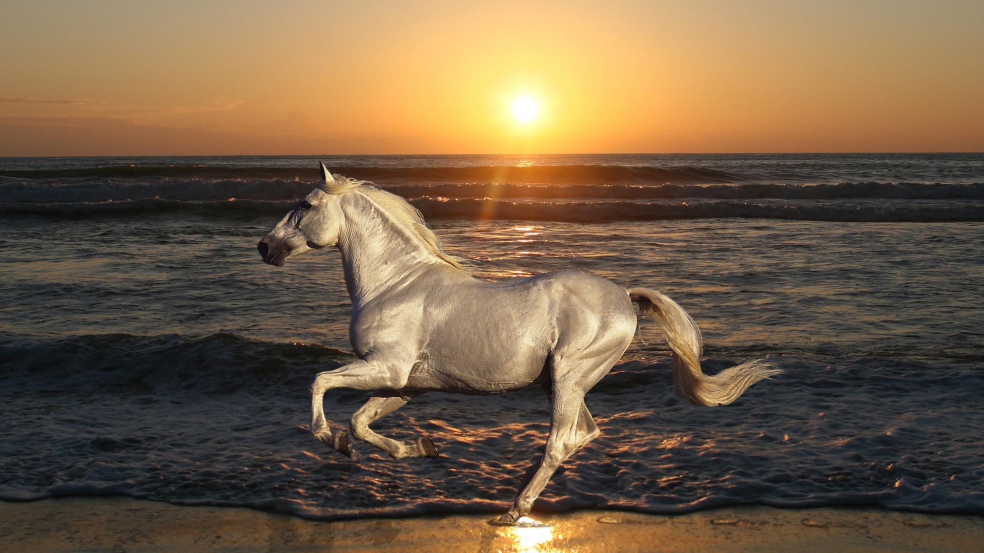 horses mare cavalry water sunset sea horse beach equine ocean equestrian seashore mammal sky bay evening one