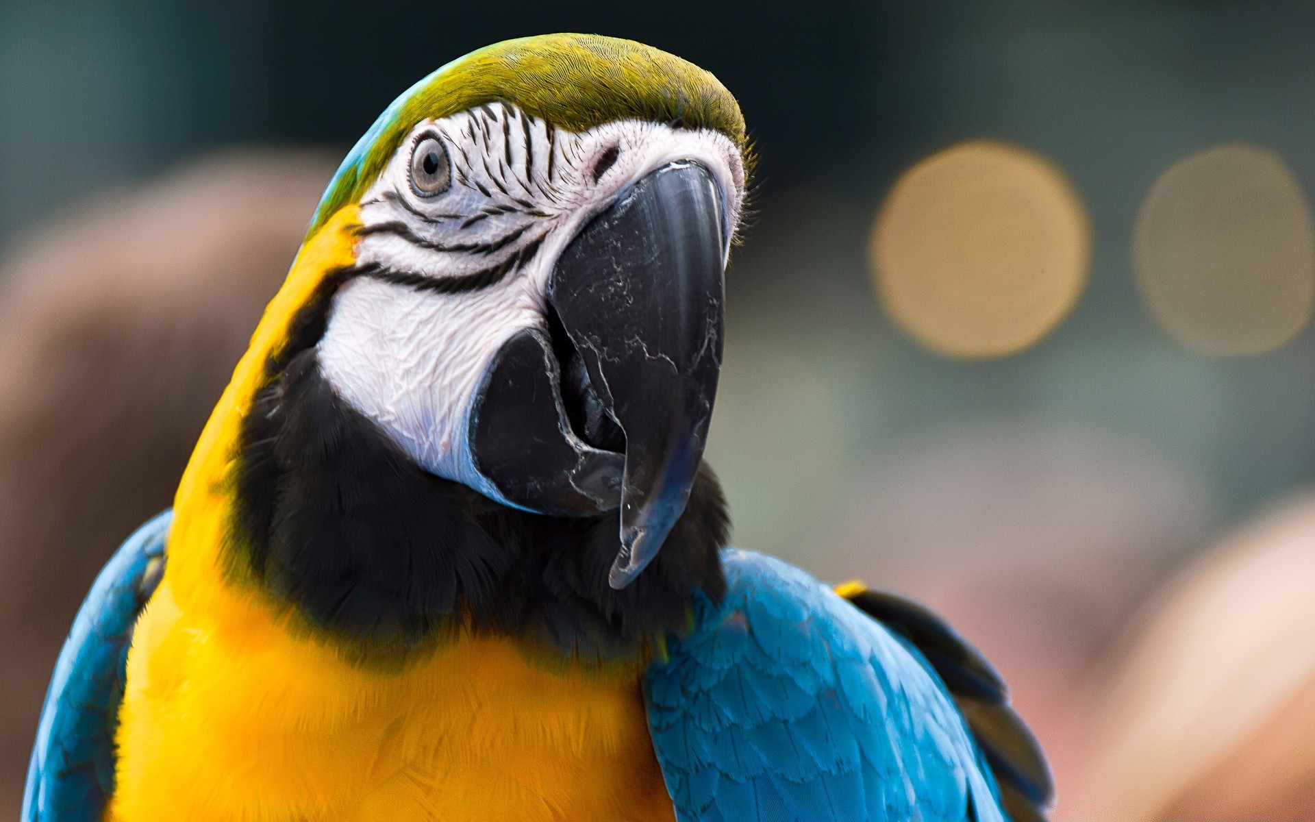 papagei vogel ara zoo tierwelt schnabel feder tier tropisch flügel natur porträt wild luftfahrt farbe exotisch fliegen