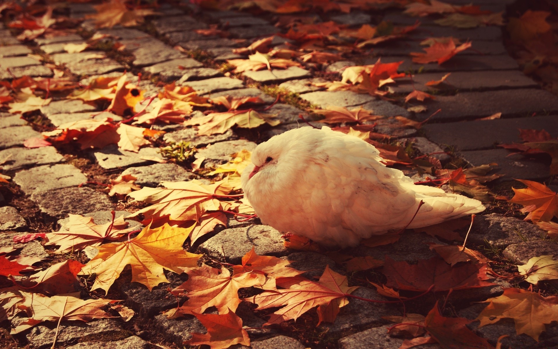 pigeon oiseau automne nature en plein air oiseaux