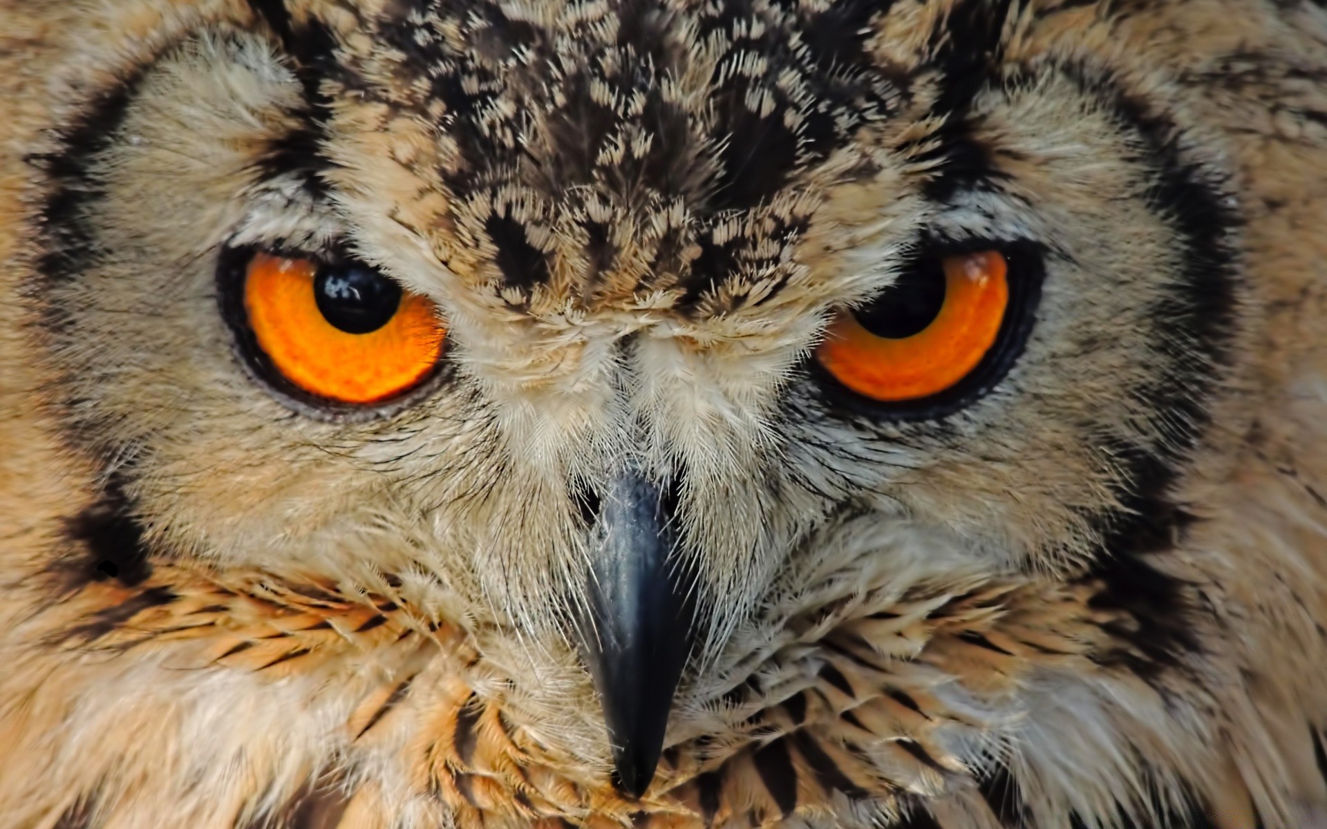 búho raptor vida silvestre presa pájaro depredador águila cazador ojo cetrería animal depredador retrato naturaleza pico salvaje buscando carnívoro pluma especie en peligro de extinción