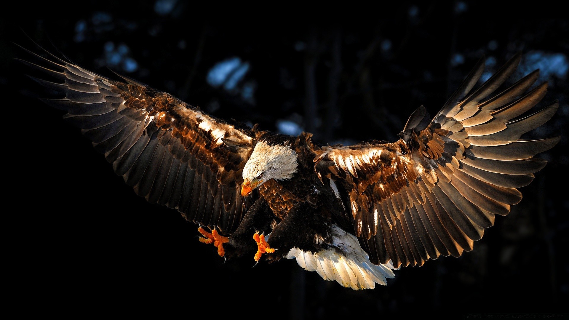 oiseaux de proie oiseau raptor faune aigle nature vol plume aile à l extérieur animal voler proie