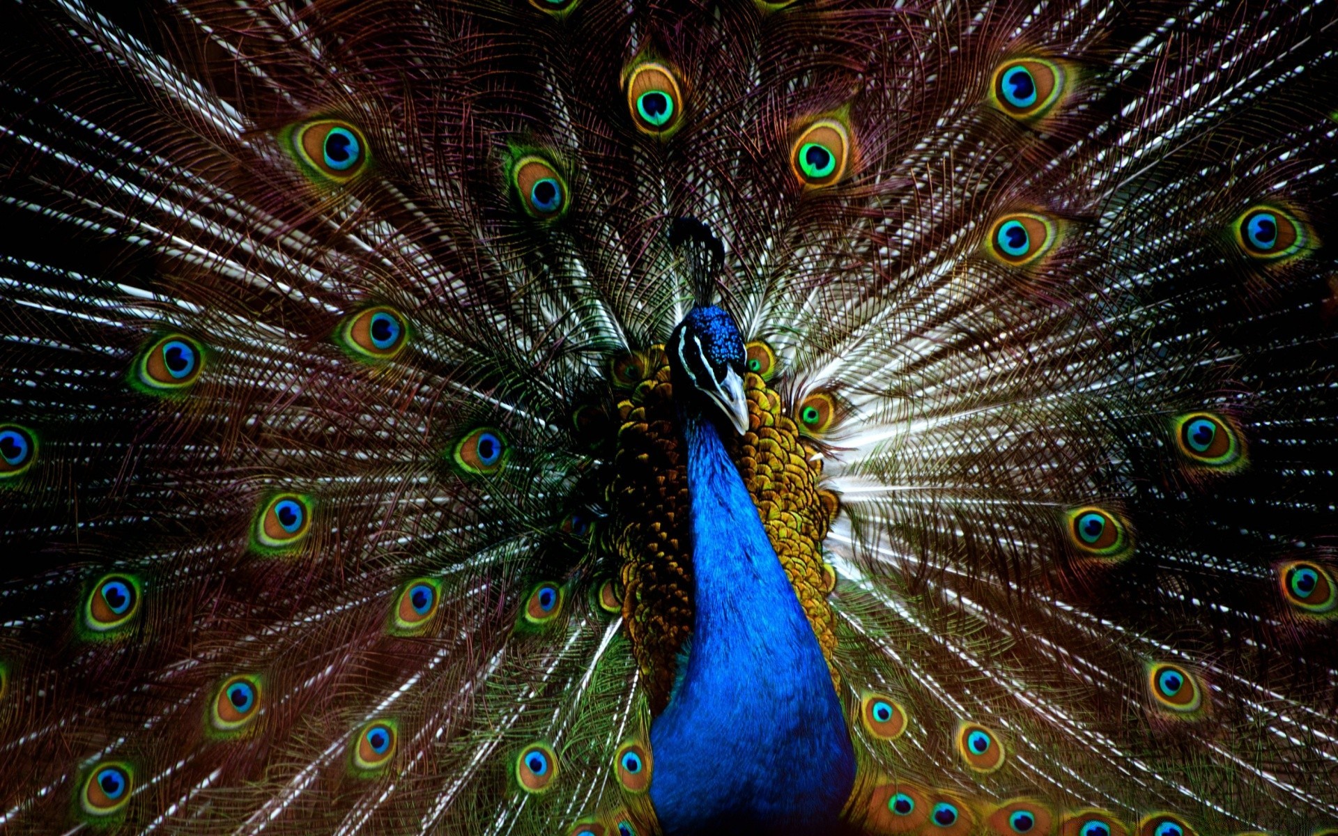 peacock feather bird tail peafowl exhibition ritual pattern vibrant bright dancing nature turquoise zoo wildlife neck majestic multi desktop color