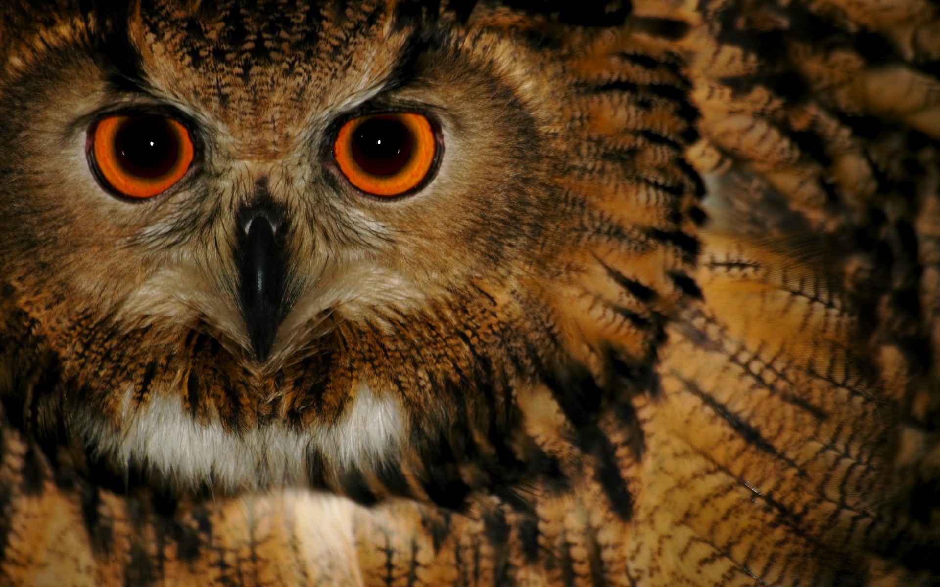 gufo rapace fauna selvatica ritratto predatore uccello occhio animale aquila natura cacciatore preda falconeria selvaggio guardando mammifero notturno visualizzazione