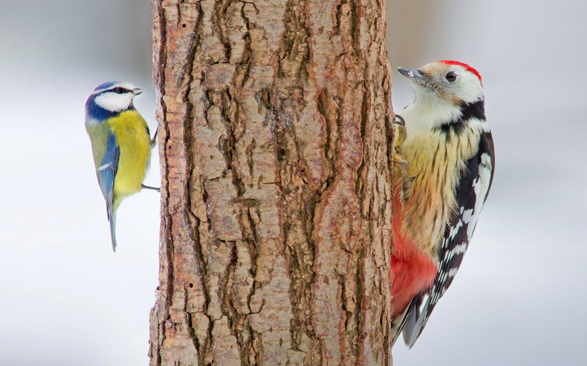 oiseaux oiseau la faune chant avian bec nature pic animal en plein air ornithologie observation des oiseaux sauvage plume arbre finch aile un