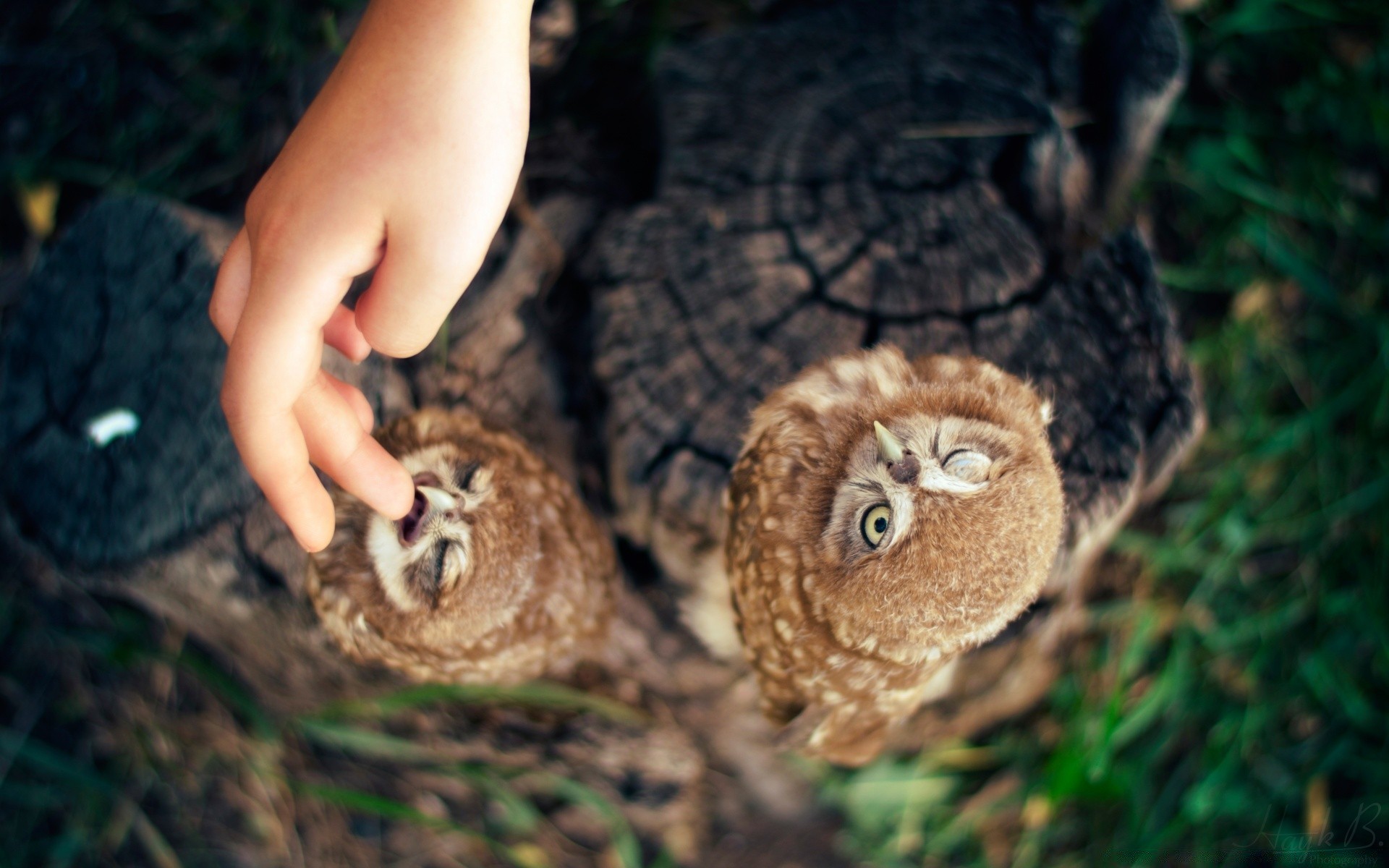 hibou nature bois bois à l extérieur la faune oiseau