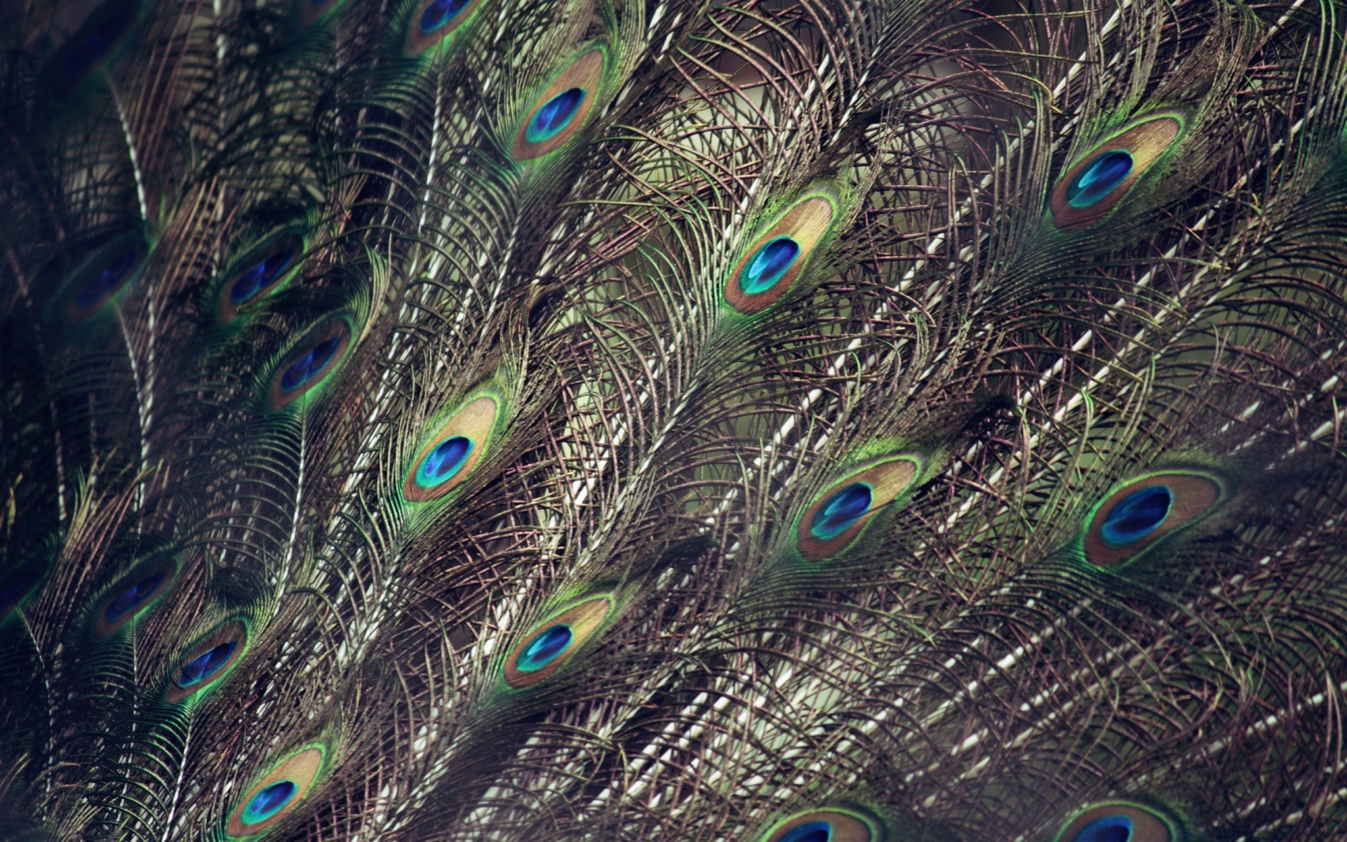 pavão pena pássaro cauda cabeça pavão animal vida selvagem tropical padrão natureza exótico desktop pescoço pássaros ritual bela bico textura vívido