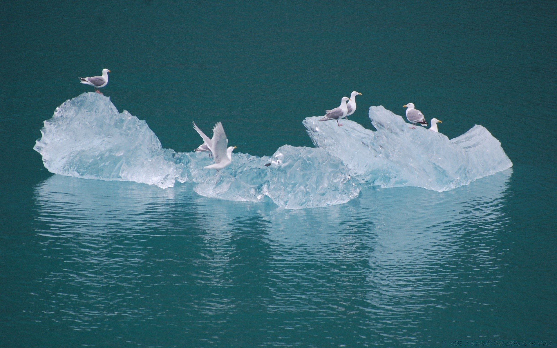 uccelli acqua iceberg ghiaccio neve gelido mare nuoto inverno ghiacciaio