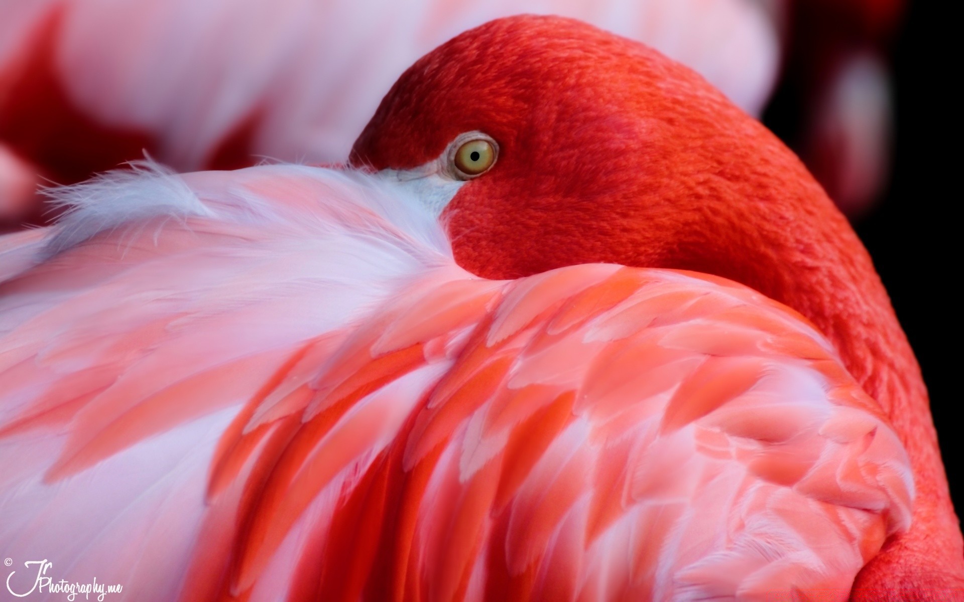 flamingo bird nature wildlife feather tropical
