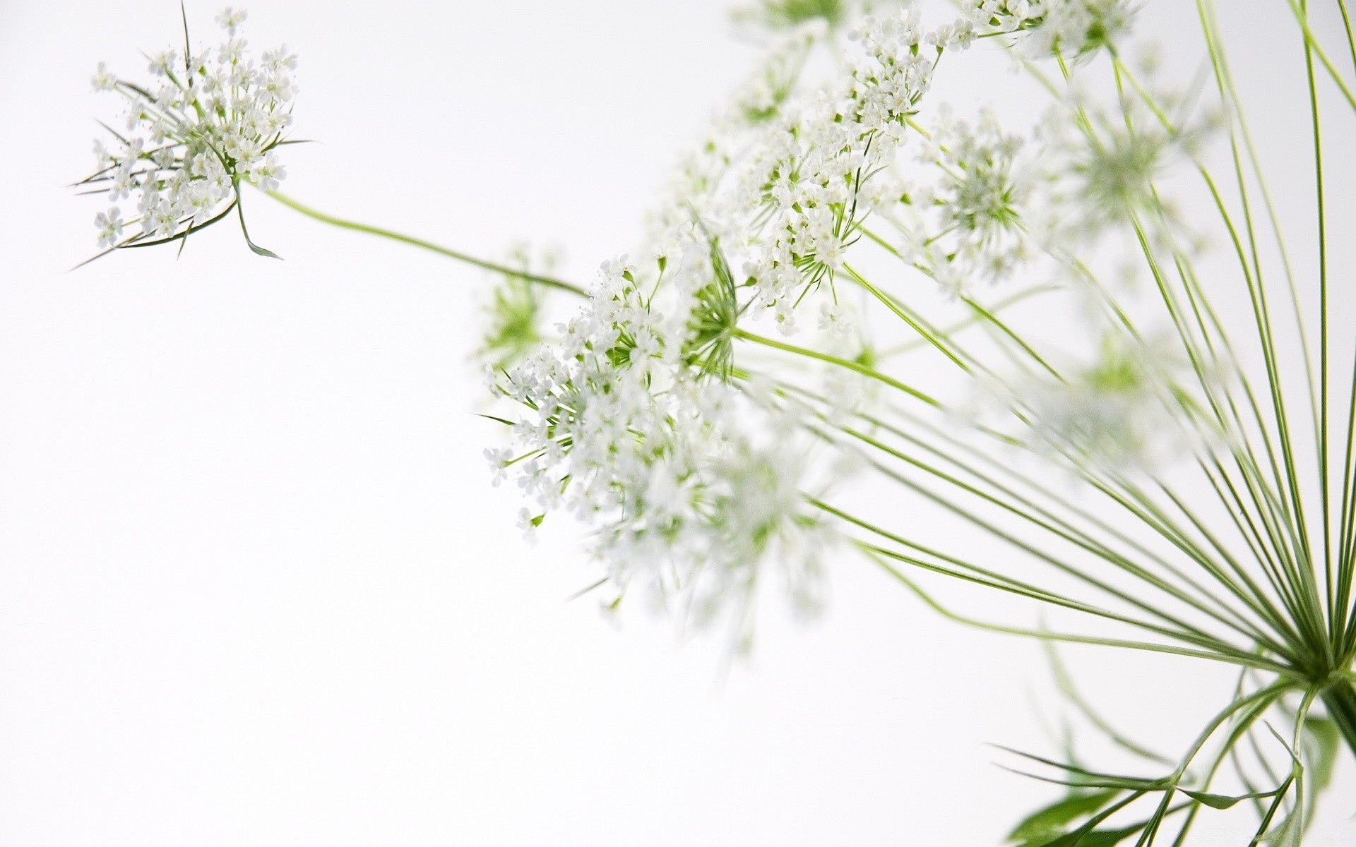 白色 植物 花 自然 草 花园 叶 特写 桌面 草药 夏天 美丽 草 季节 颜色 花卉 增长 芳香 新鲜 集群 香料