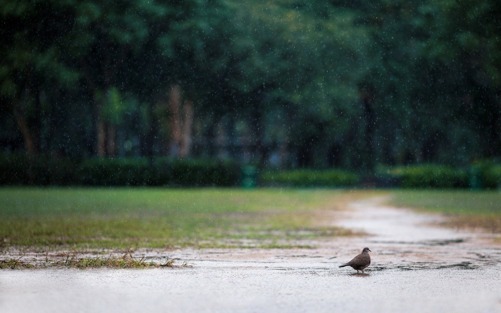 aves água pássaro natureza paisagem reflexão lago ao ar livre rio árvore