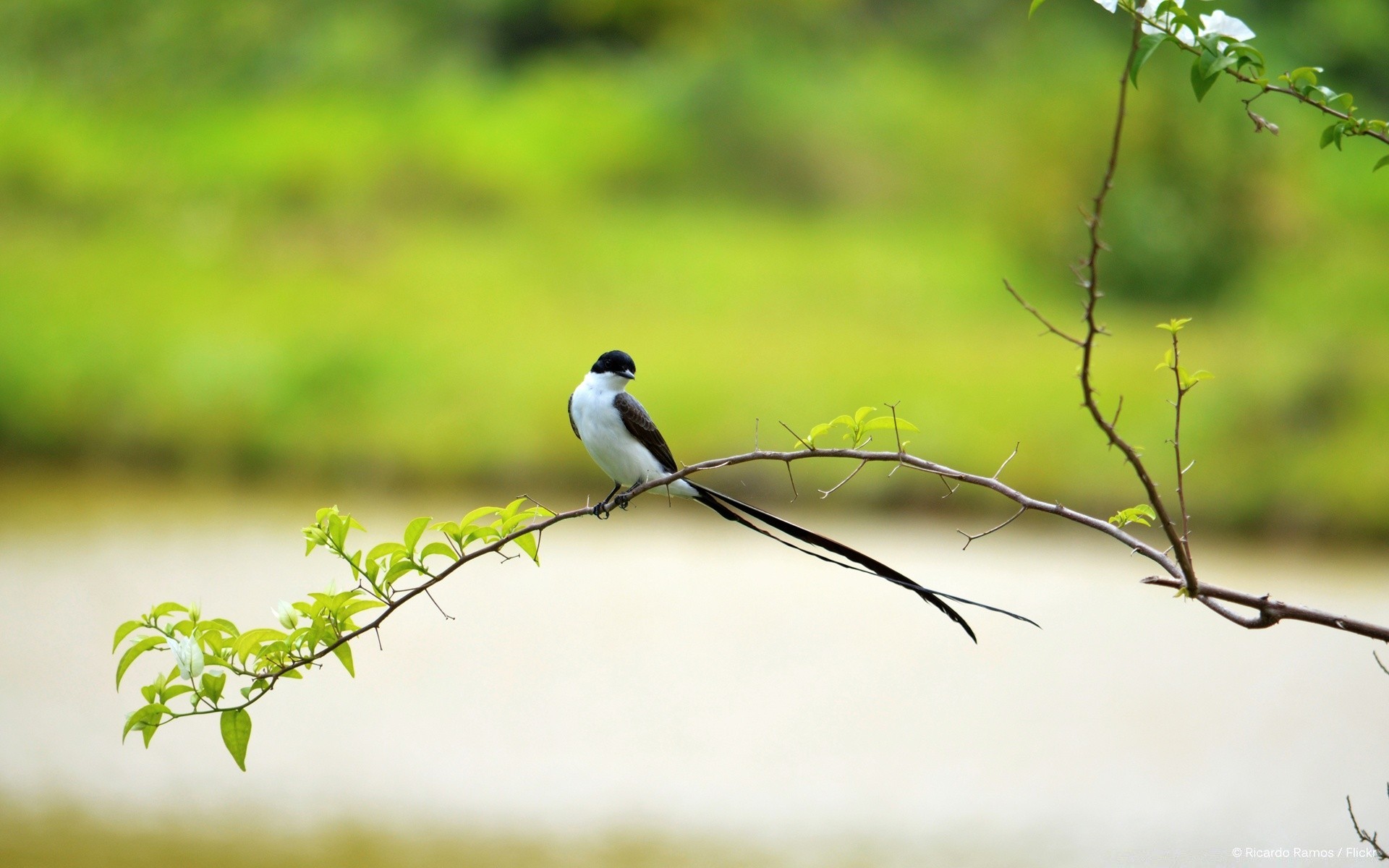 birds bird nature wildlife outdoors grass leaf animal summer wild tree