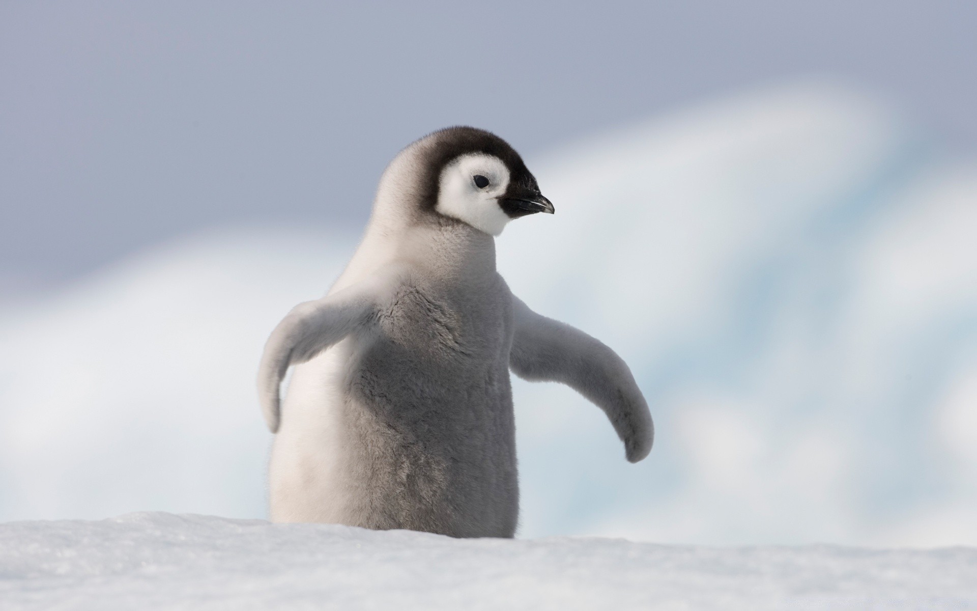 penguen kar kış yaban hayatı kuş ayaz soğuk doğa açık havada buz su bir sevimli