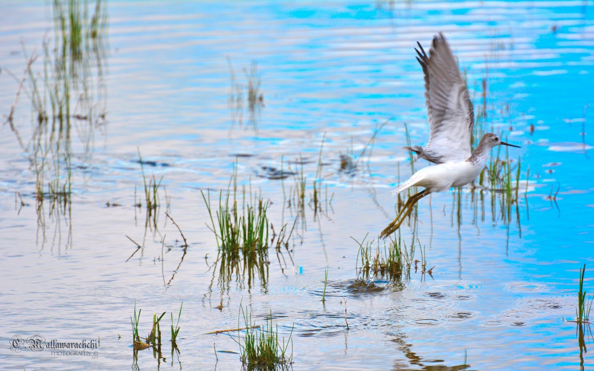 oiseaux eau oiseau lac piscine mars la faune la nature réflexion marais animal sauvage plume à l extérieur la sauvagine les zones humides rivière échassiers gérone