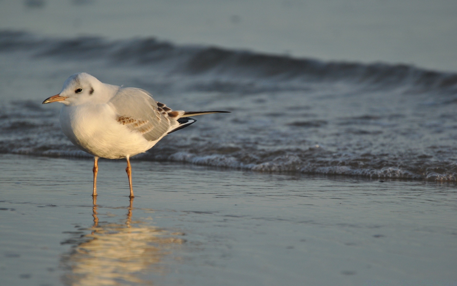 ptaki ptak woda plaża mewy morze przyroda ocean morze światło dzienne jezioro