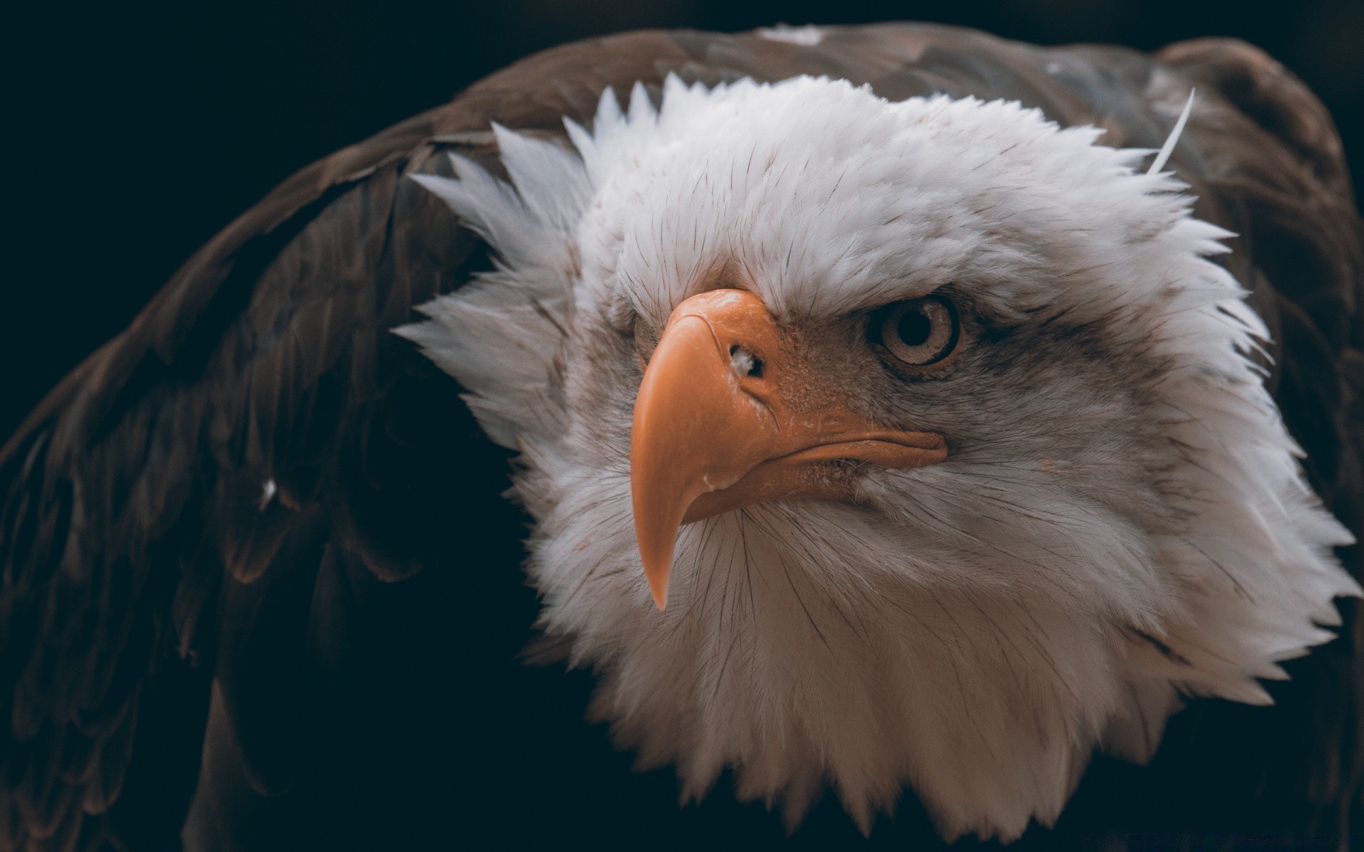 águia pássaro raptor vida selvagem pena careca retrato natureza olho voo animal bico águia careca