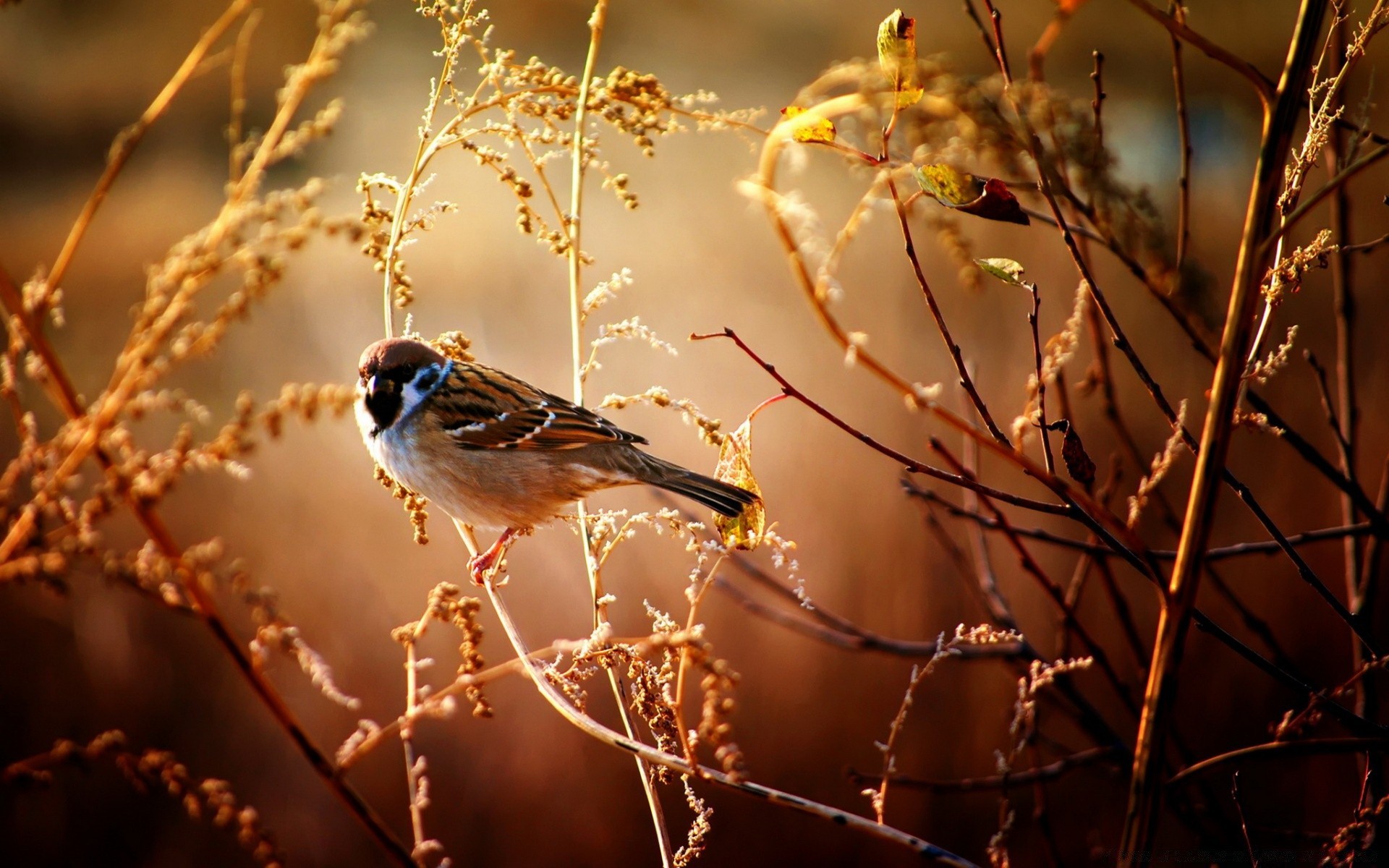 vögel vogel natur tierwelt im freien winter baum tier