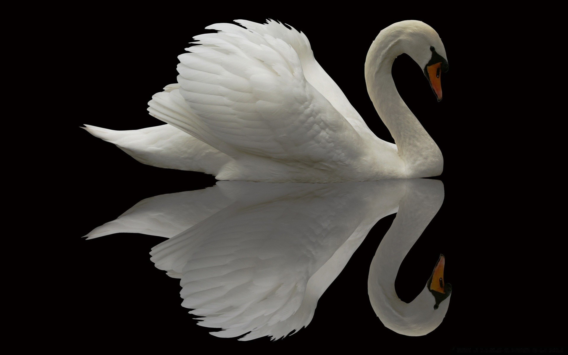 swans bird nature desktop