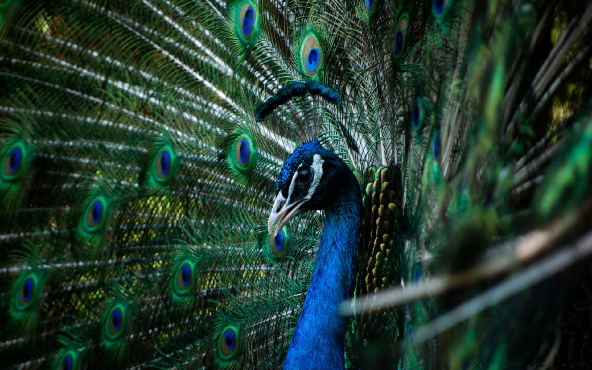 pavão pássaro natureza pena tropical cor animal cauda vida selvagem desktop padrão turquesa brilhante aves brilhante