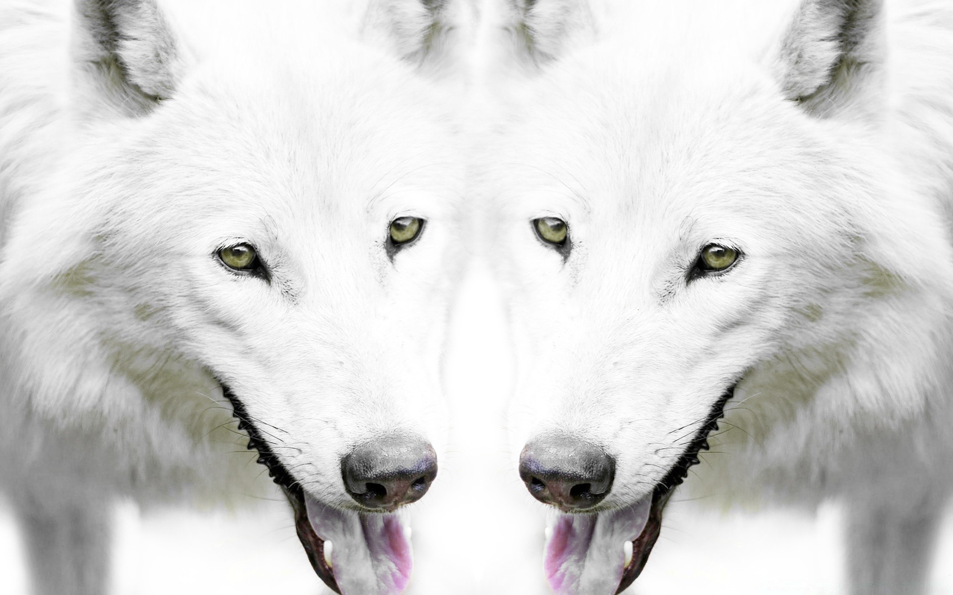 white wolf canine mammal snow frosty dog winter wildlife portrait predator polar animal canis lupine nature wild sledge eye fur