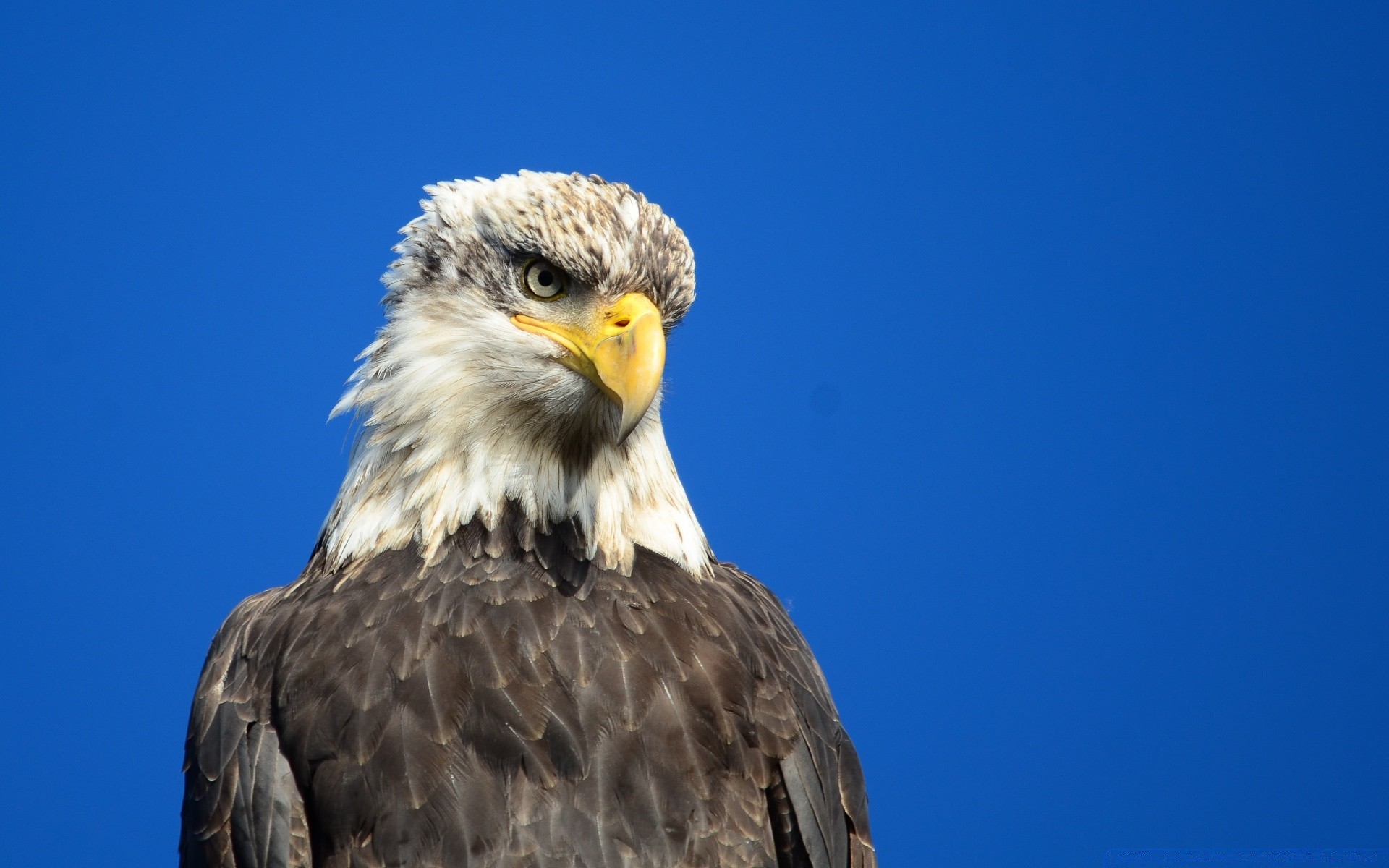 aigle rapace oiseau faune proie nature chauve pygargue à tête blanche faucon animal portrait bec fauconnerie à l extérieur ciel