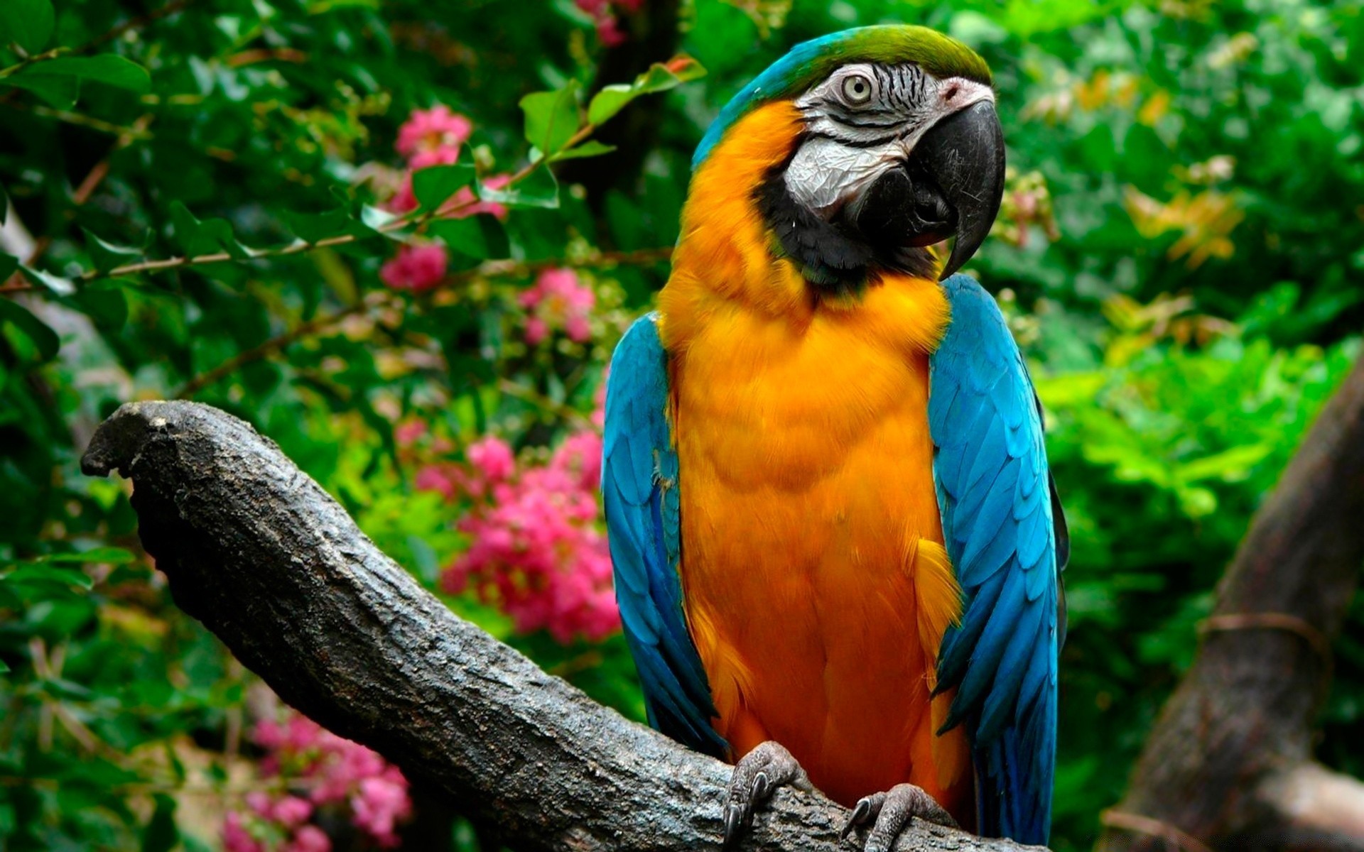 papagei vogel natur tierwelt ara tropisch zoo schnabel wild tier flügel