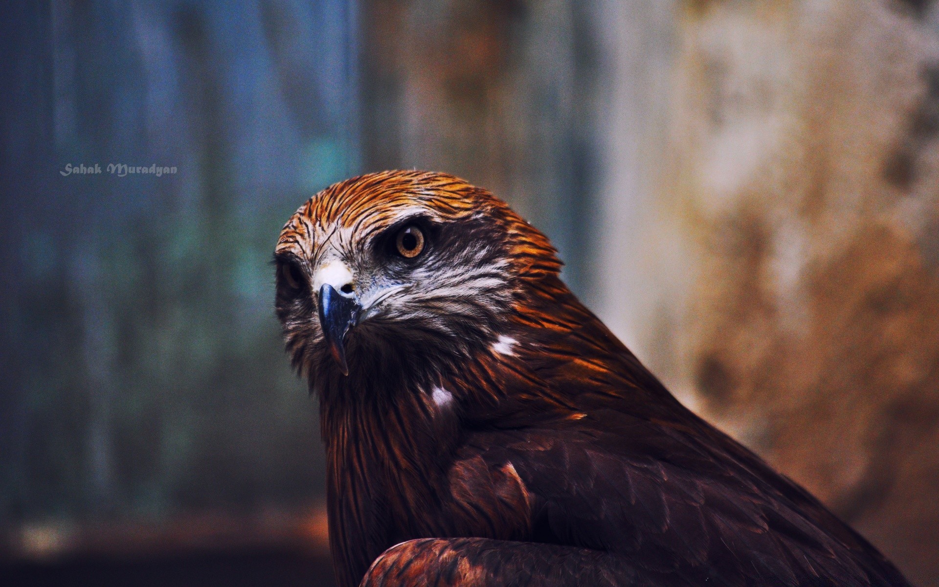 águia vida selvagem pássaro raptor presa falcão predador animal natureza zoológico pena falcão falcoaria retrato selvagem solteiro